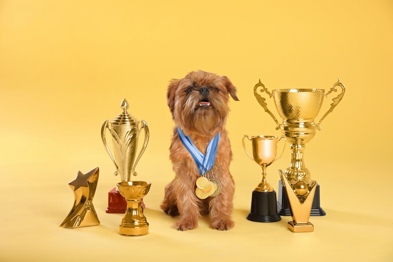 Cute Brussels Griffon Dog with Champion Trophies and Medals on Yellow Background