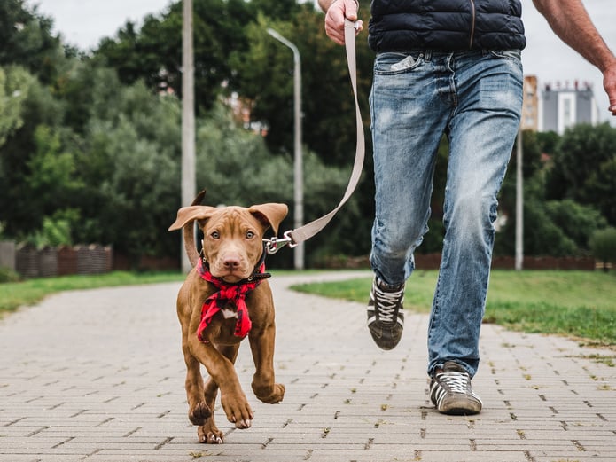 Person Walking Dog at the Park 