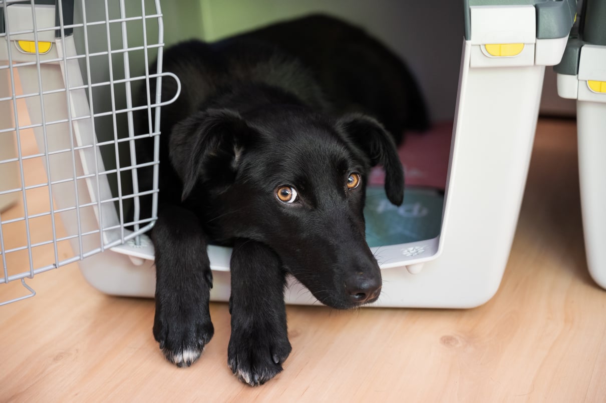 Dog in a Crate