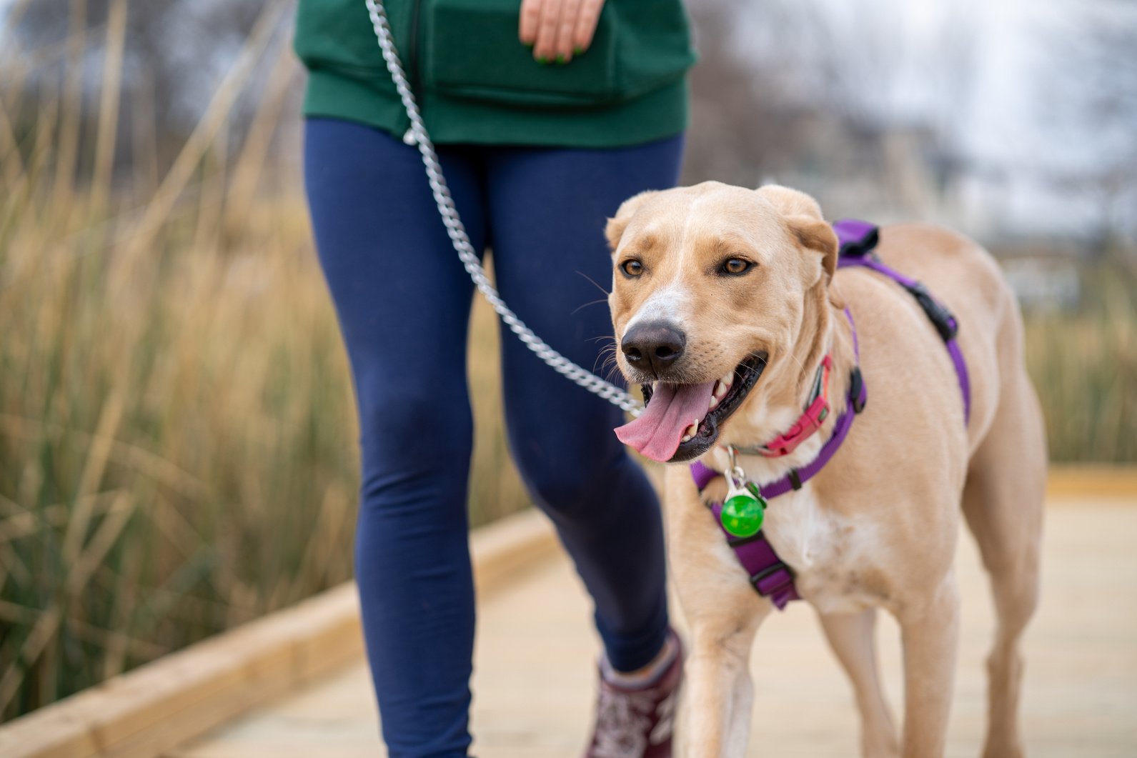 A Dog on a Leash